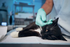 cat receiving emergency vet services in Tulsa