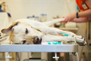 dog recieving emergency vet care from StatVet in Jenks, OK