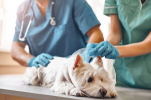 pet dog gets emergency vet services at statvet in broken arrow