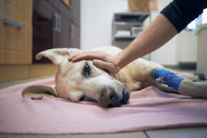 dog receiving emergency vet care in Owasso, OK from StatVet
