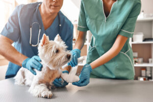 dog receiving emergency vet care in Bixby, OK