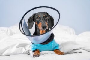 Tulsa Urgent Care For Dogs