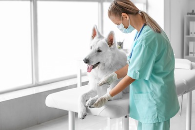 urgent care for dogs
