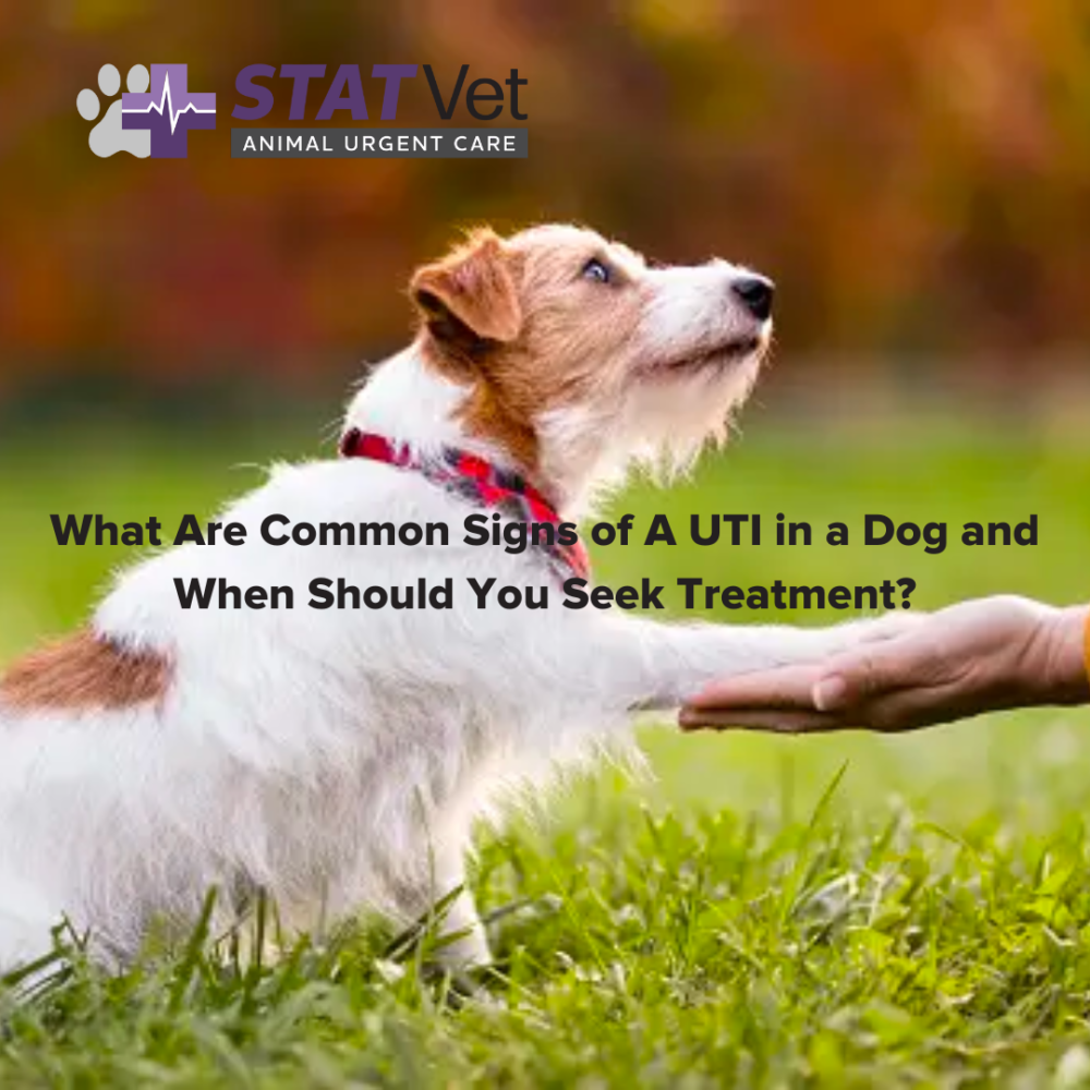 What Are Signs Of A Uti In A Male Dog