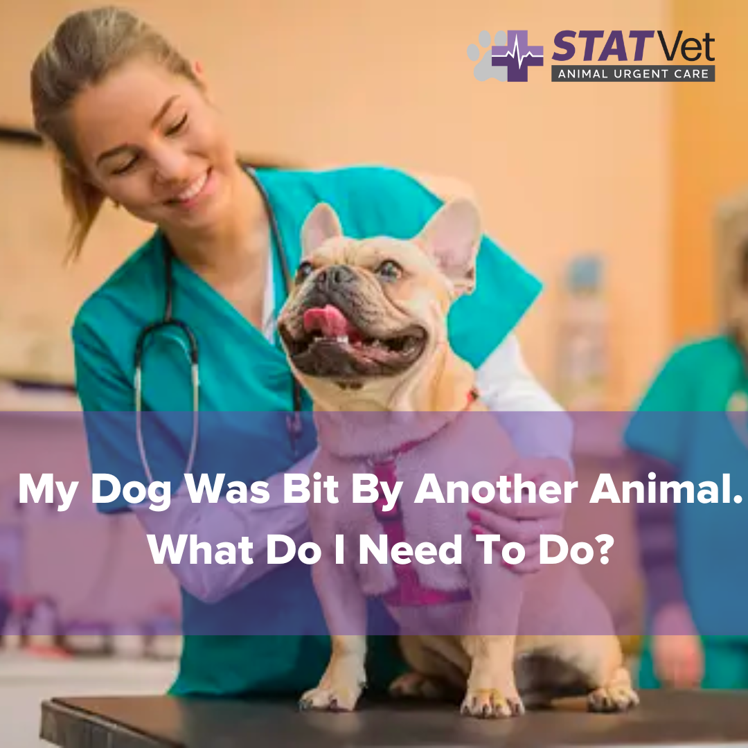 My Dog Was Bit By Another Animal. What Do I Need To Do? STATVet Animal Urgent Care Tulsa