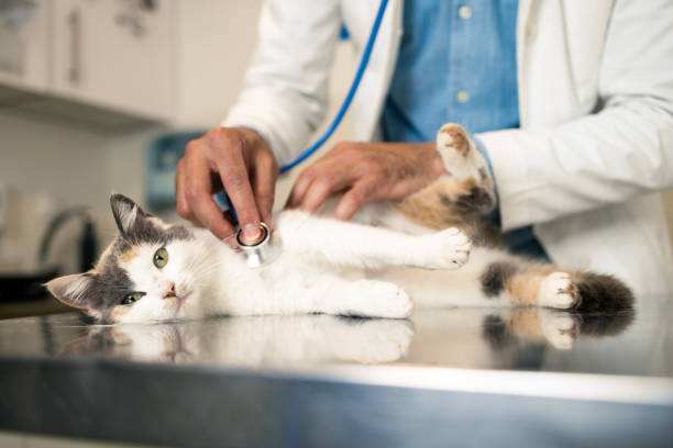 Feline Upper Respiratory Infections