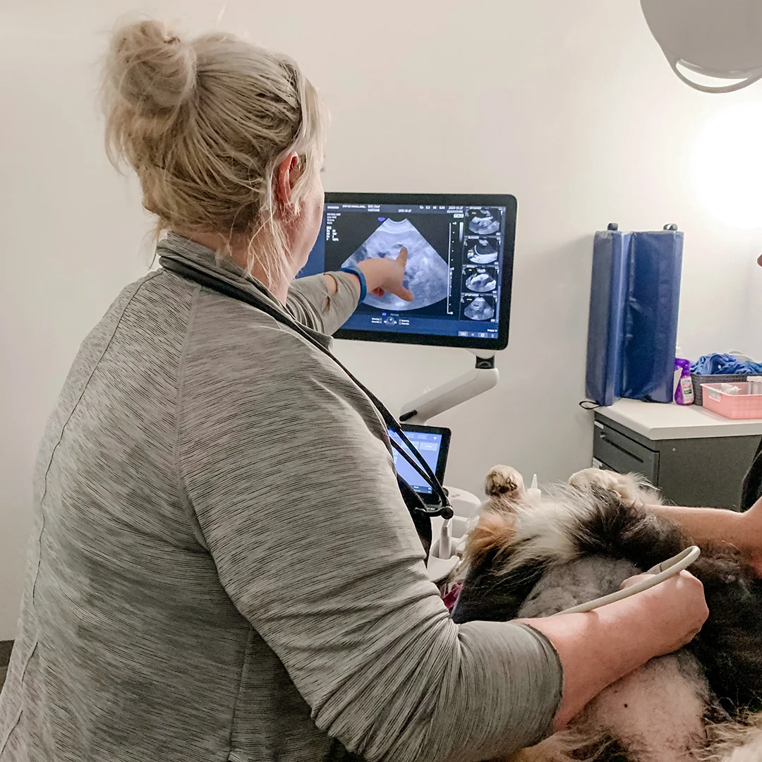 Veterinarian pointing to an ultrasound monitor while performing an exam on a dog.