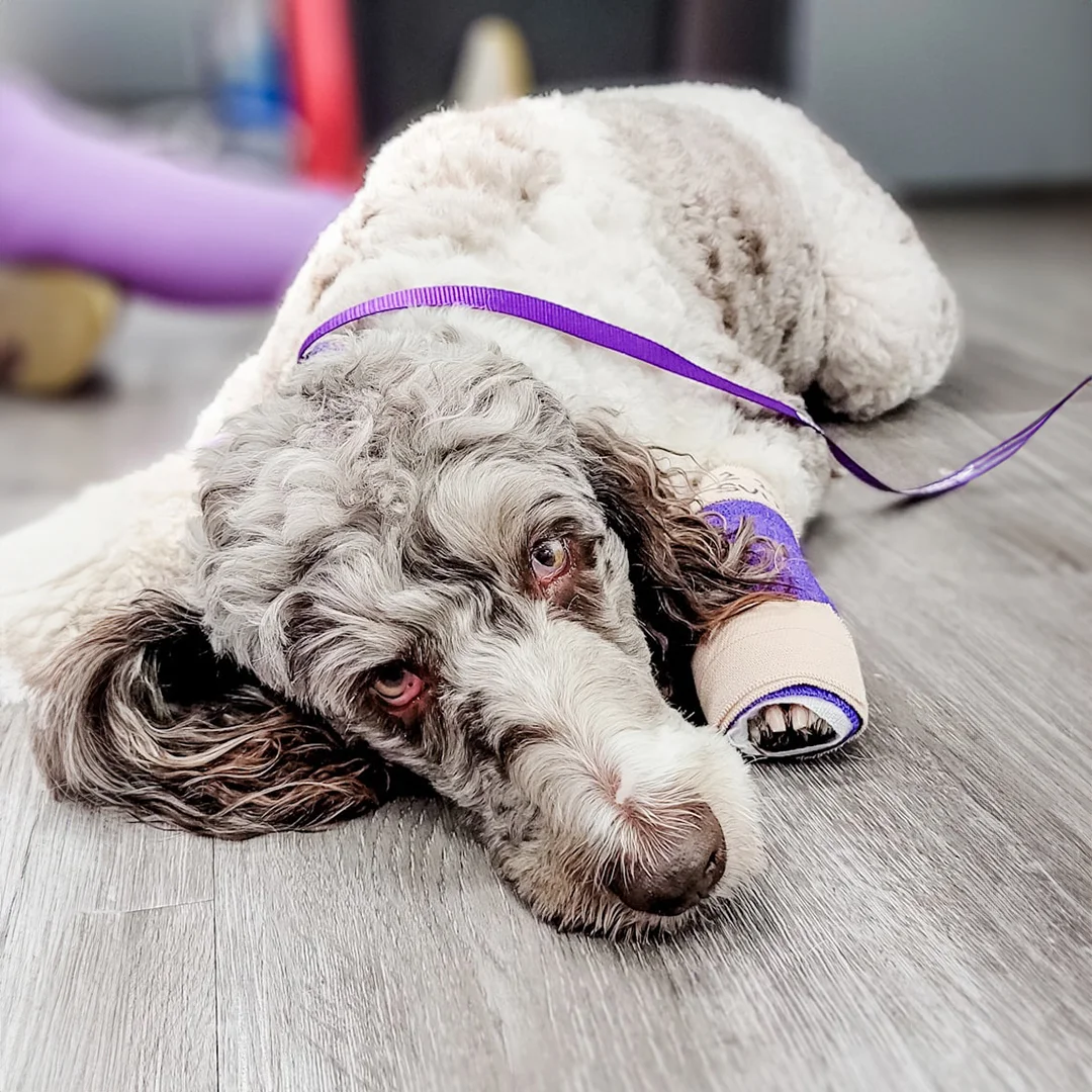 Dog resting on the floor with a bandaged paw and leash after treatment.