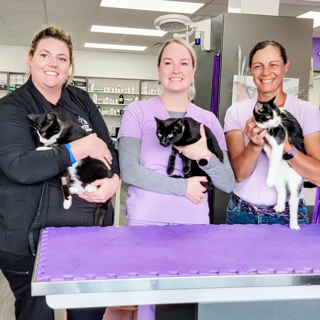 Veterinary team members smiling and holding black-and-white cats.