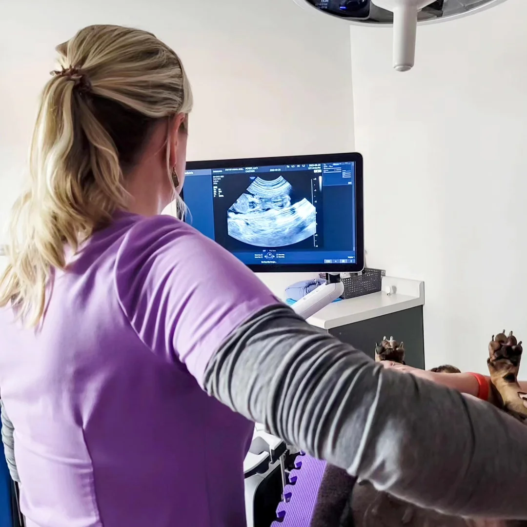 Veterinarian performing an ultrasound on a dog while viewing the results on a monitor.