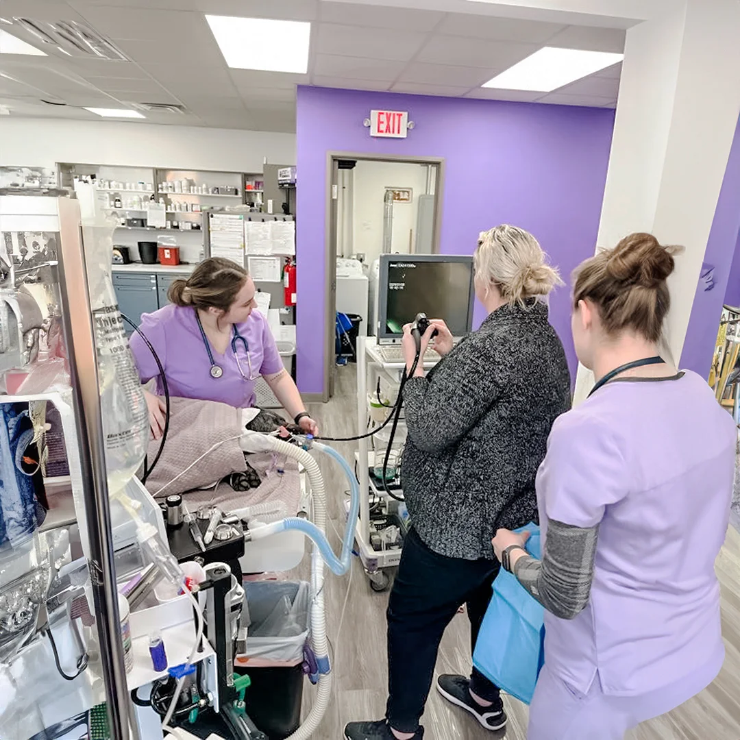 Veterinary team conducting an endoscopy procedure on a dog.