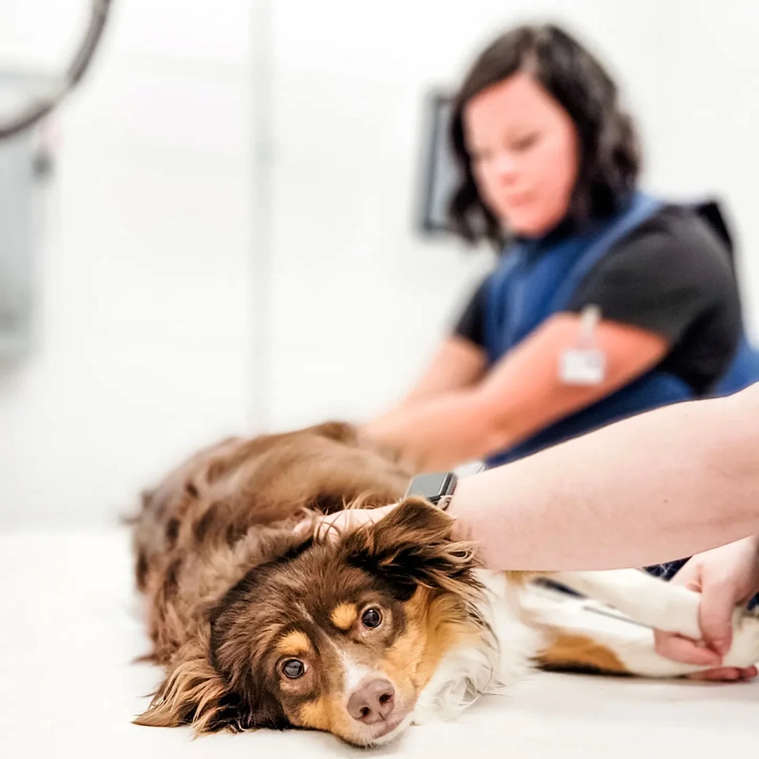 Veterinary technician comforting a dog while preparing for a procedure.