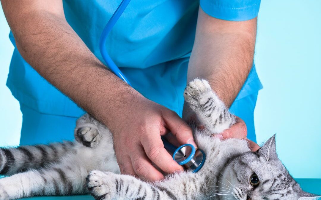 Understanding and Treating Feline Upper Respiratory Infections