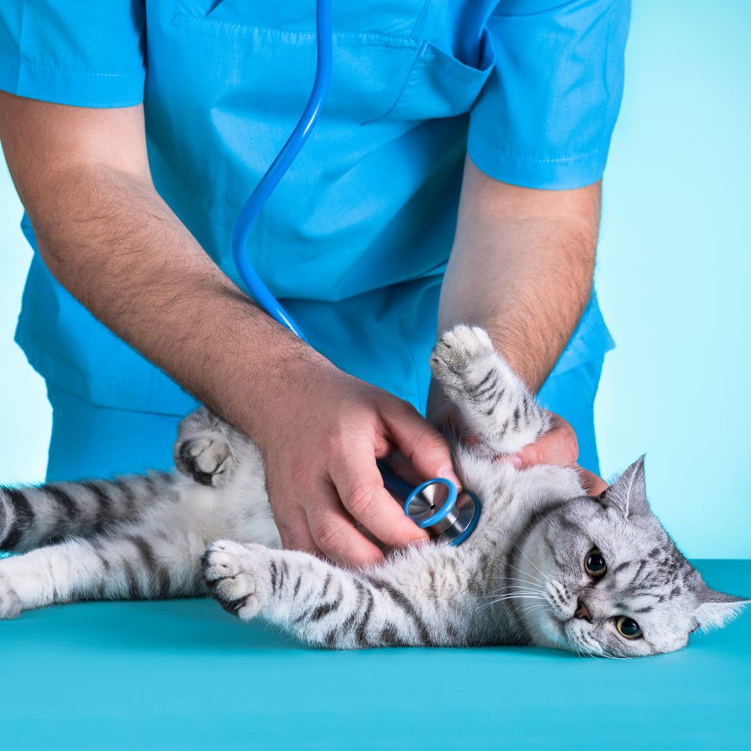 A Cat Having Medical Examination