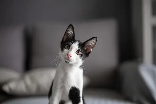 A cat is sitting on bed