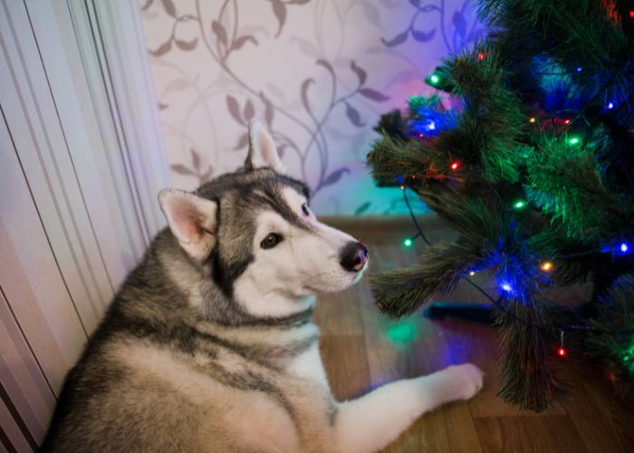 A dog is lying near christmas tree