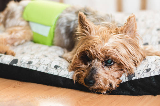 A dog is lying on bed wearing bandage