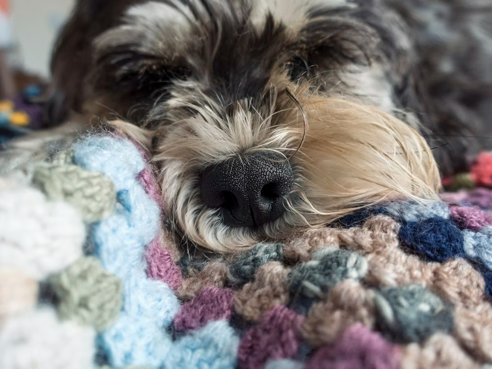 A dog is lying on blanket