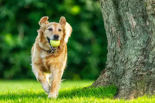 A dog is running with ball in it's mouth