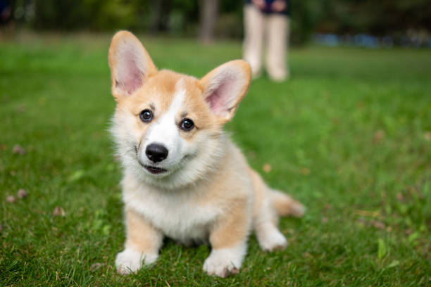 A dog is sitting on the grass