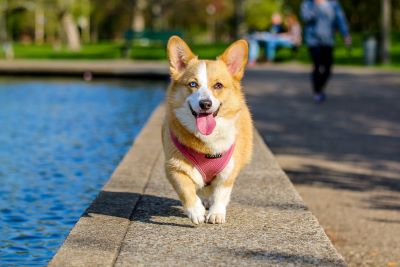 A dog is walking on path beside pool