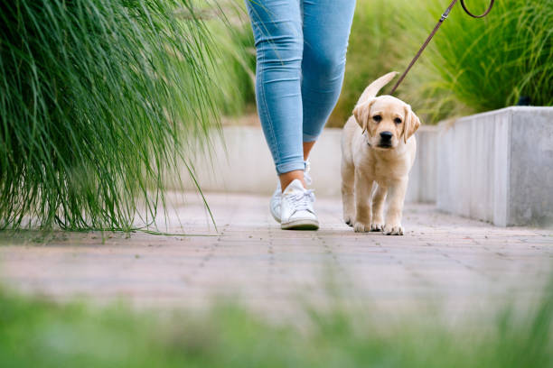 A dog is walking on path