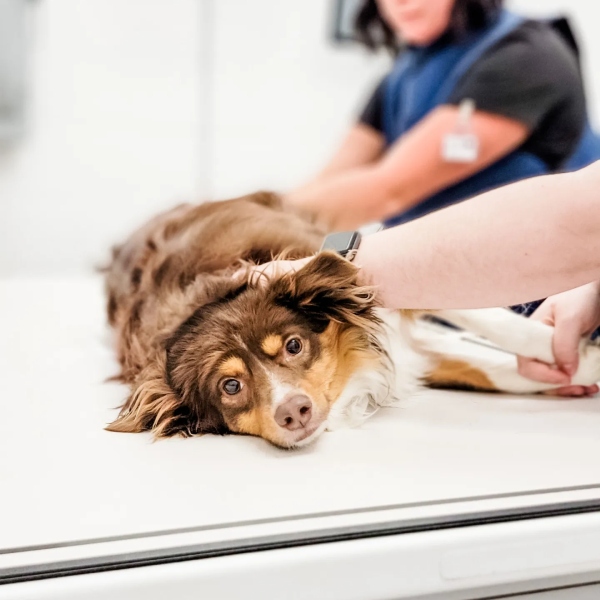 A dog lying on table