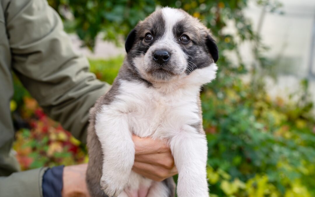 How to Handle and Treat Parvovirus in Puppies