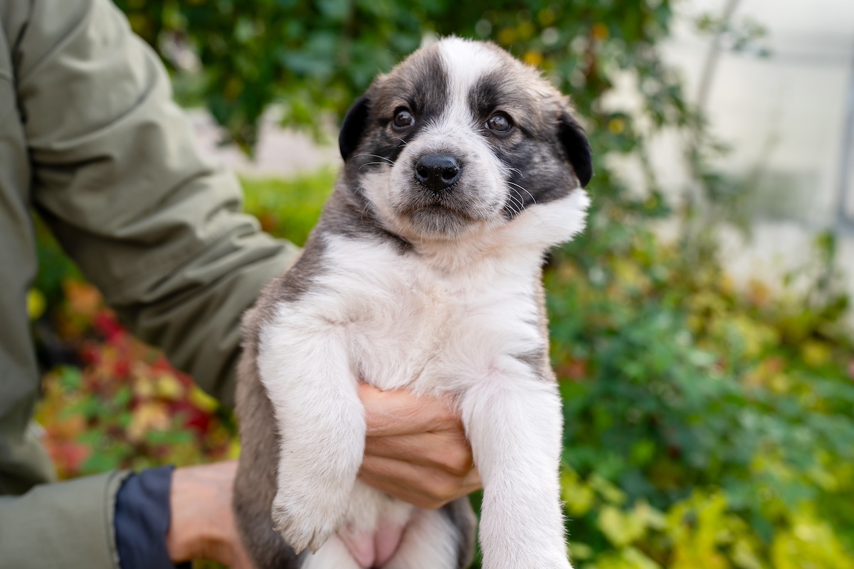 Cute little german shepherd puppy in the caring hands of the owner on green grass background.