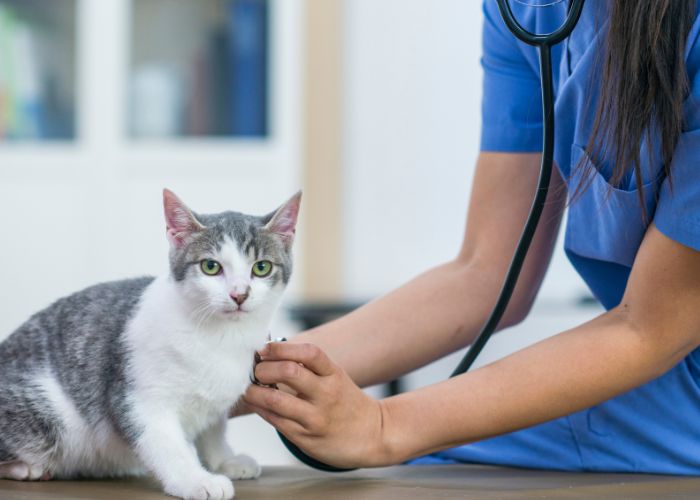 A vet examining cat