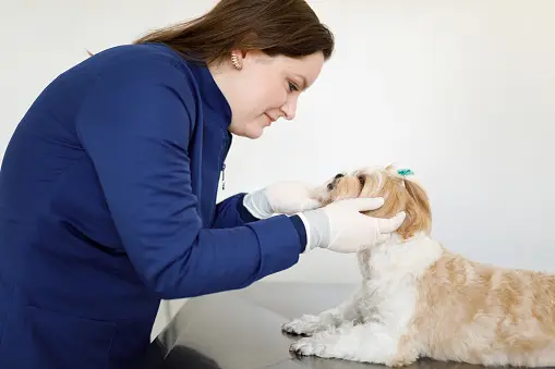 A vet is examining a dog