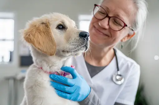 A vet is holding dog