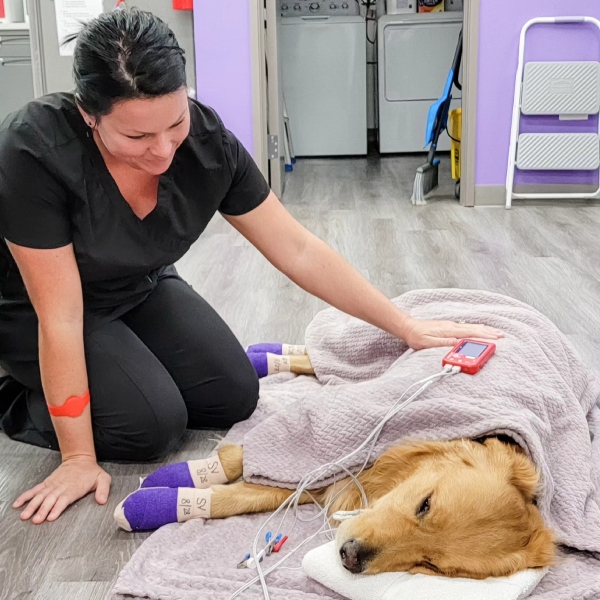 A vet is sitting beside a dog lying down