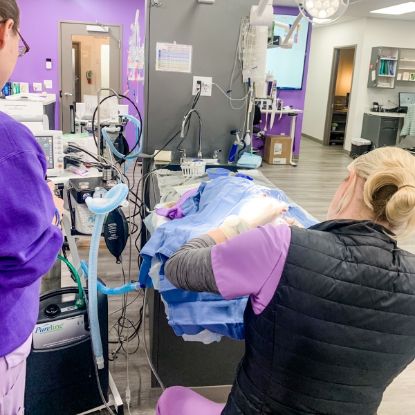 A vet performing surgery on dog