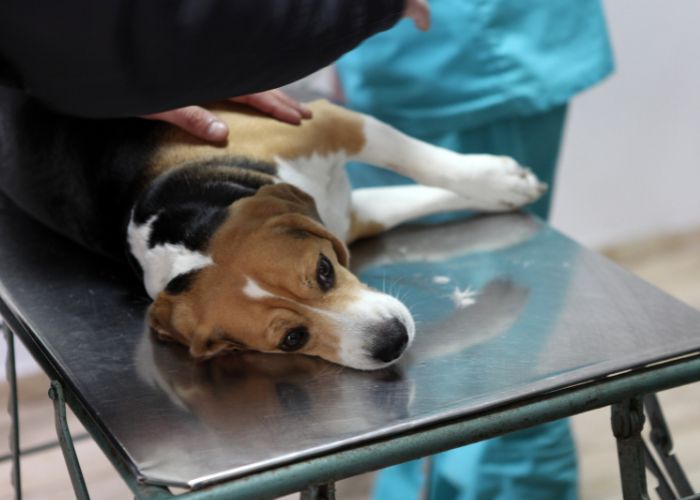 A vet petting a dog lying on examination table