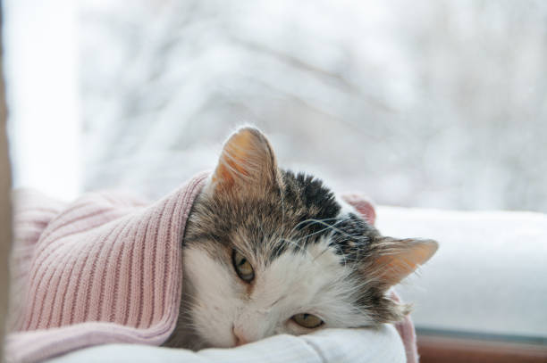 Cat is lying on the bed