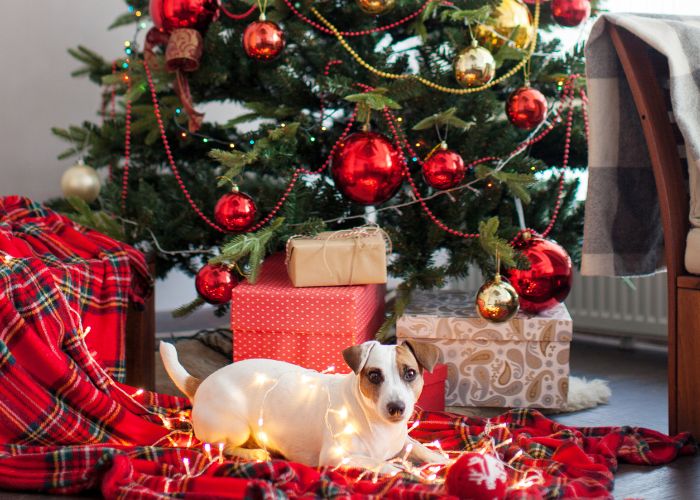 Dog is lying near christmas tree