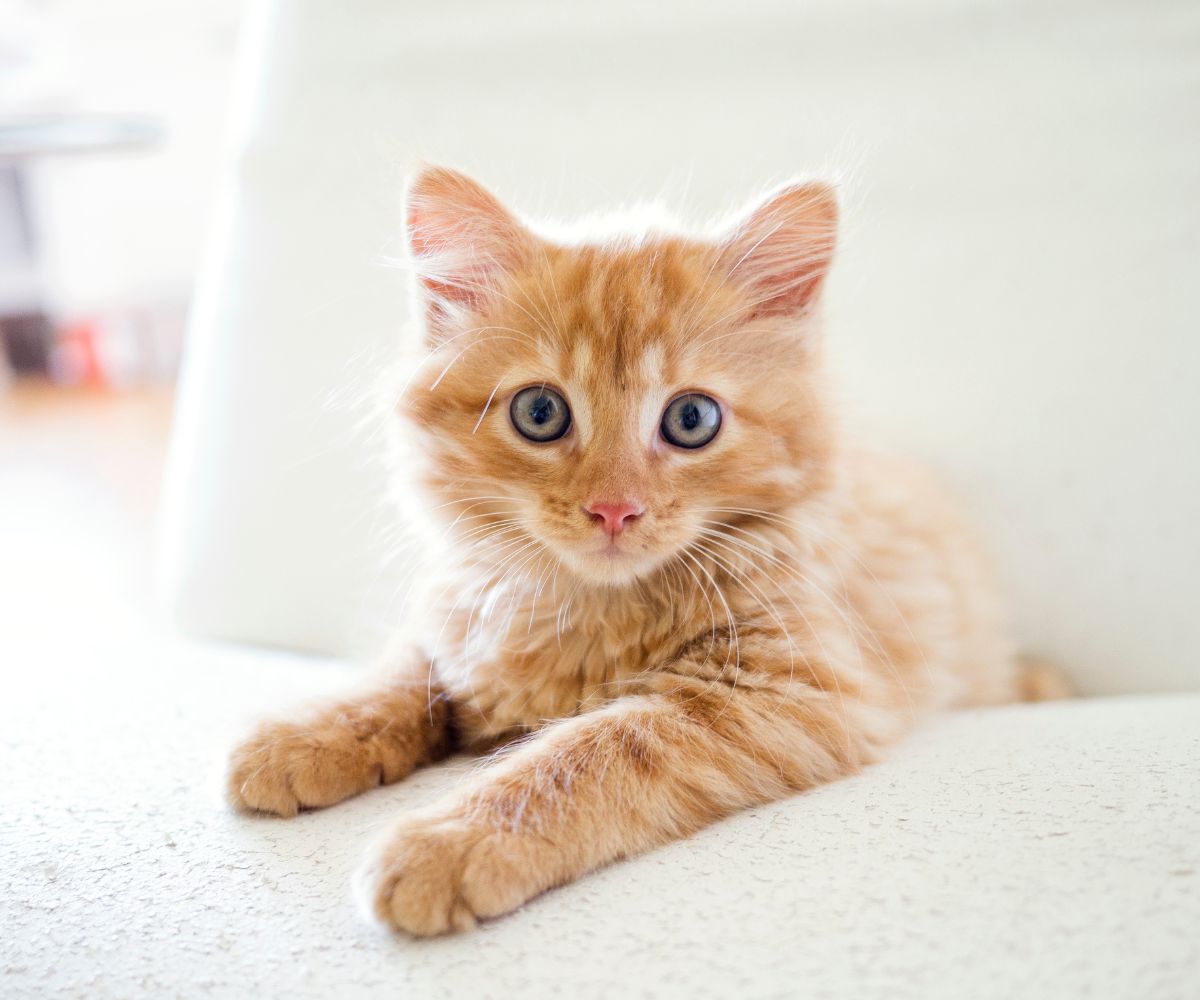 An orange kitten sitting on a bed