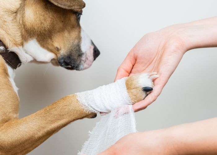 Person bandaging a dog's paw