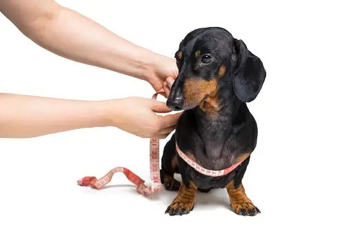 Person measuring a dog with measuring tape