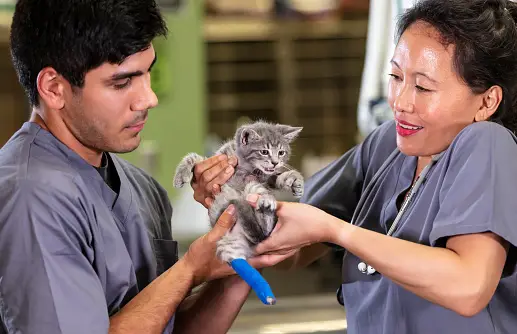 Two vets holding a cat