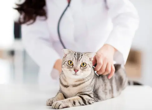 Veterinarian is examining a cat