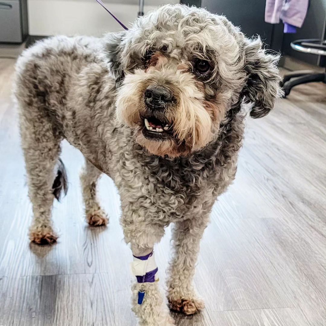  A dog with a bandaged leg stands on a polished floor