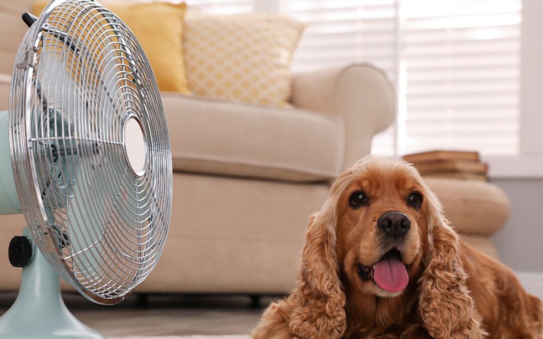 Signs Your Dog Is Suffering From Heat Exhaustion and How To Help