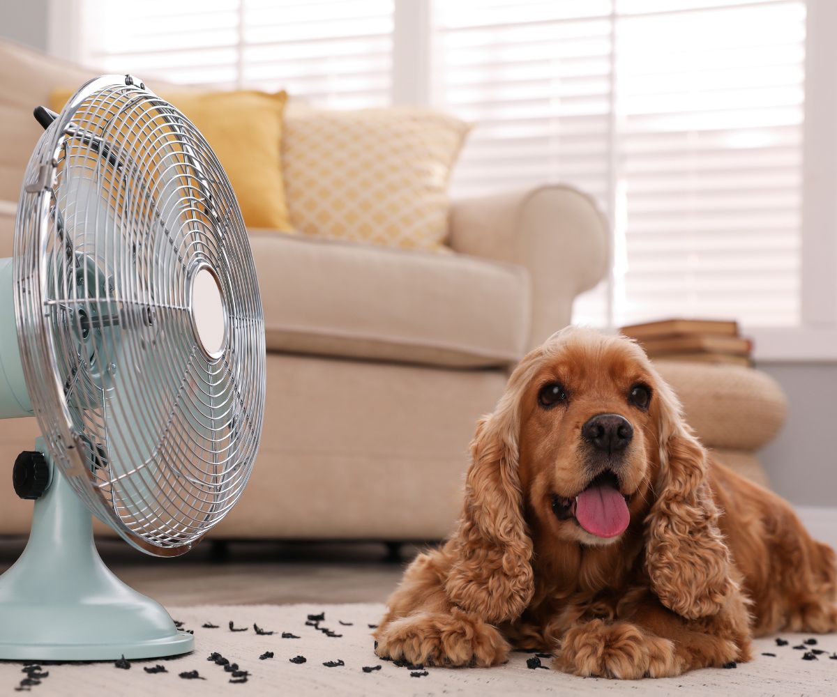 A dog lying indoors near a fan