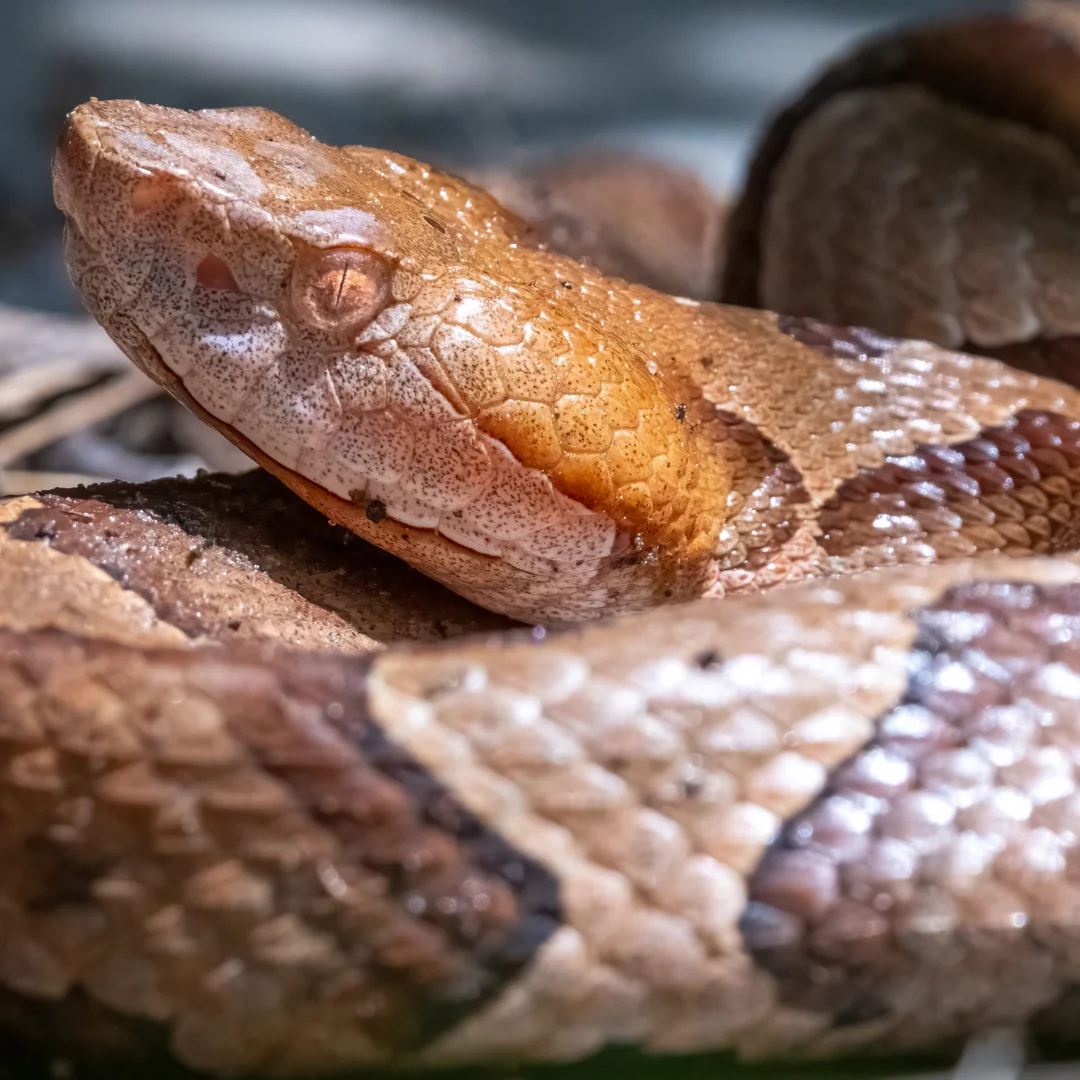 A close-up of a copperhead snake showcasing its distinctive patterned scales and orange-brown coloration.